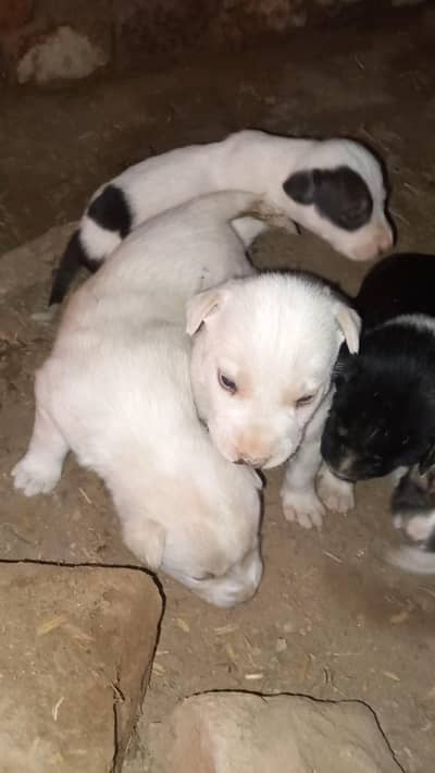 buli gultair puppies  urgent sale