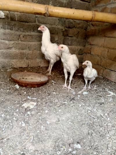 Aseel Heera hen with 2 chicks
