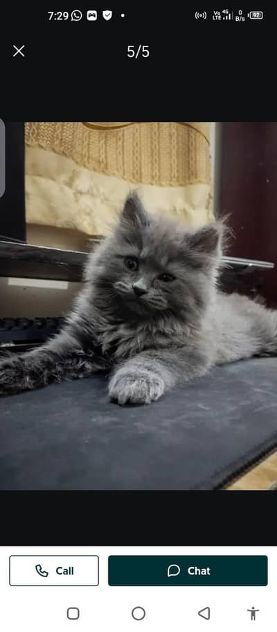 Persian cat for sale male or female my WhatsApp 03229398820