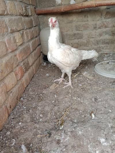 Aseel Heera hen paper white