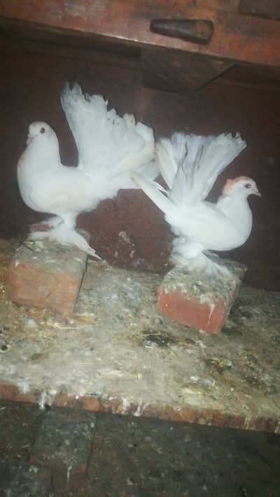 Amarkn peaior full Healthy