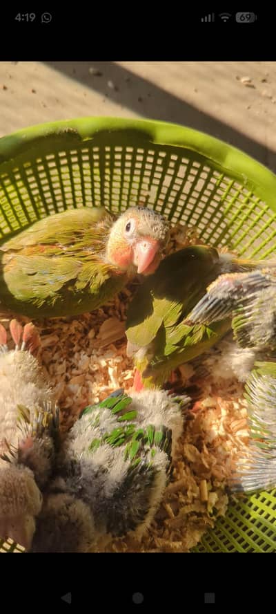 pineapple conure high red factor chicks