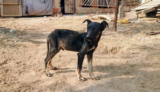 Belgian Shepherd Male
