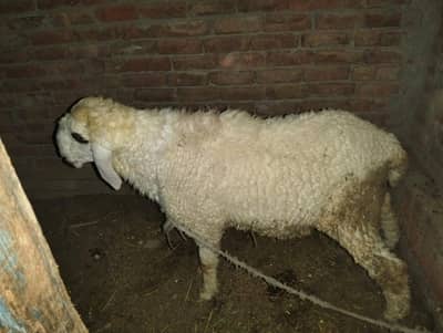 sahttra for sale 03212615461