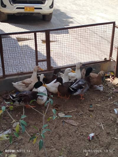 ducks for sale