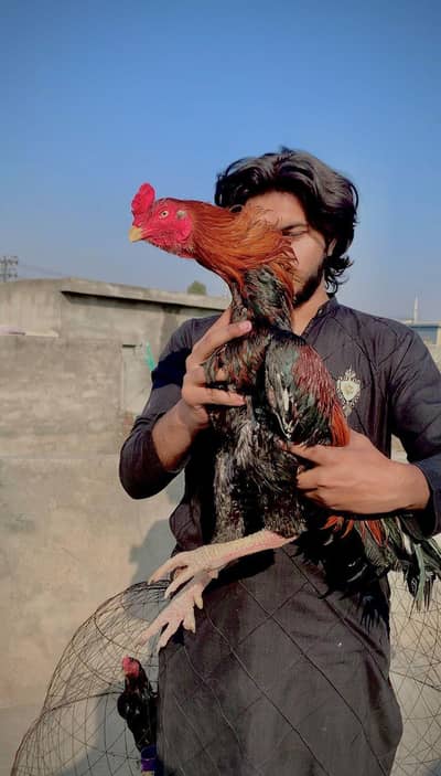 ViP quilety amroha male urgent for sale