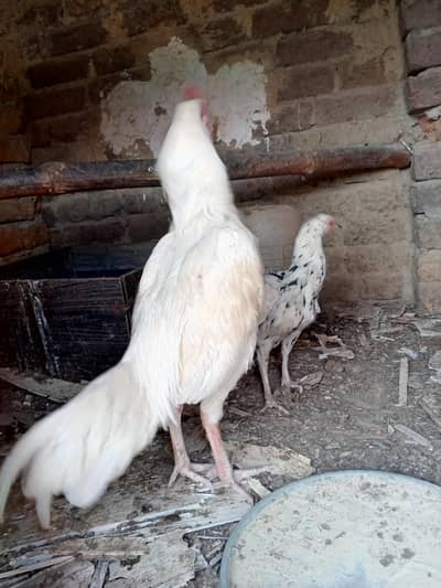 Aseel Heera and cheeni Madi with eggs