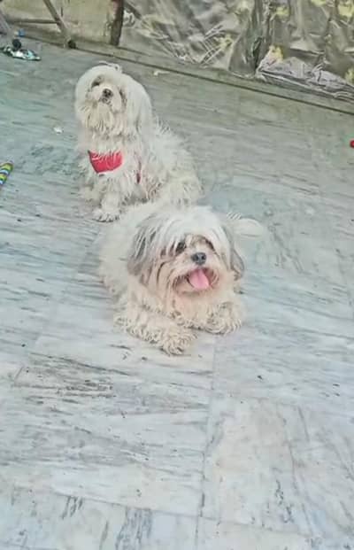 Shiz Tzu Pair