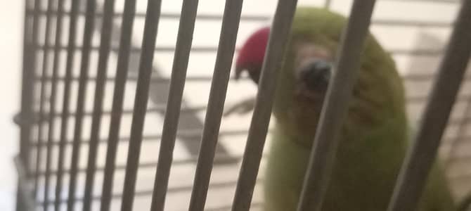parrot for sell