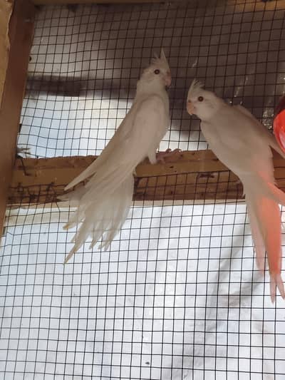 Eno red eye chicken for sale