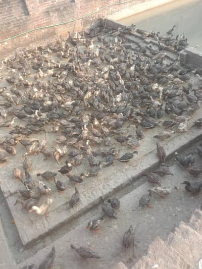 ducks male and female