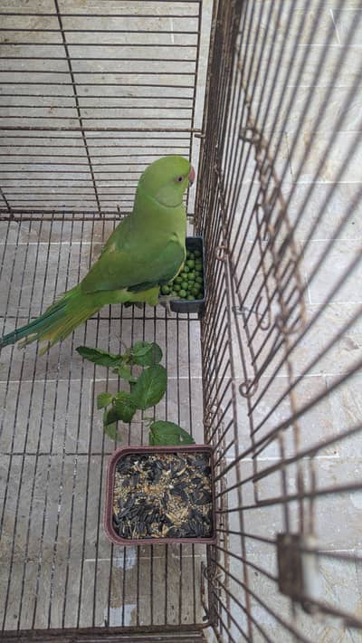 Green Ringneck male
