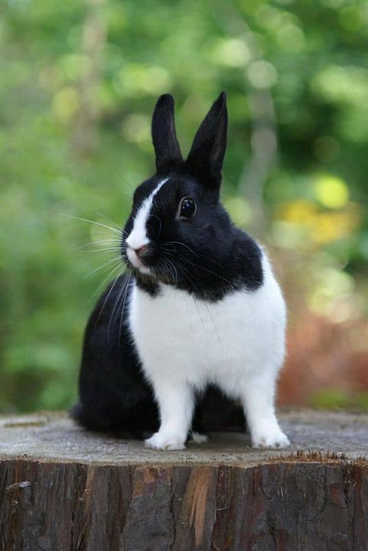 Rabbit Breeder Pair 0