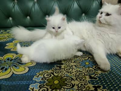 Persian kitten