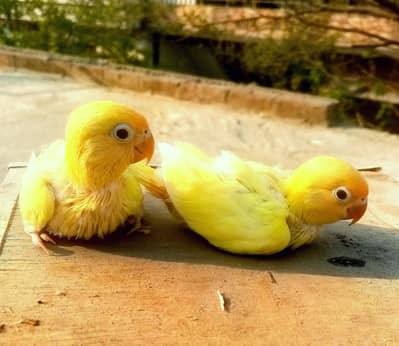 Baby Decino Chicks Available for Tame