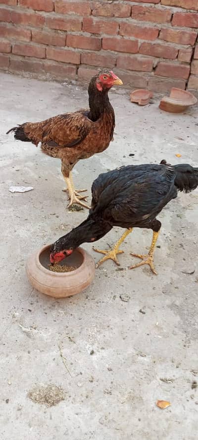 Mushka patha or murgi for sale ha