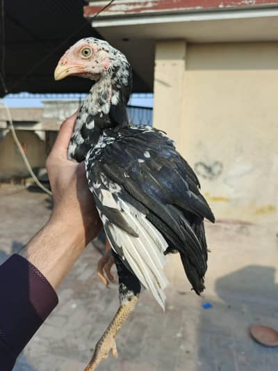 Aseel Lasani Chicks Home breed