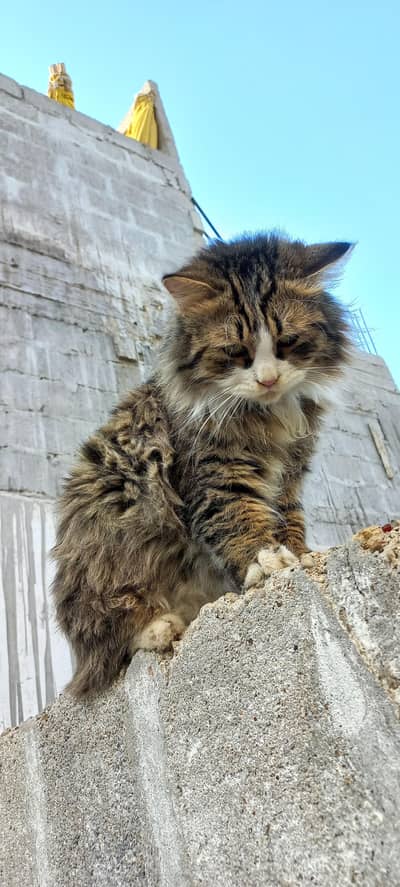 Persian 3 Coate Male Cat Available for Sale