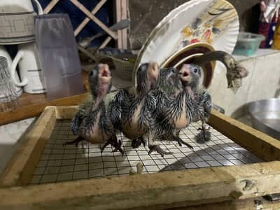 cocktail chicks available for hand tame best quality healthy active ch