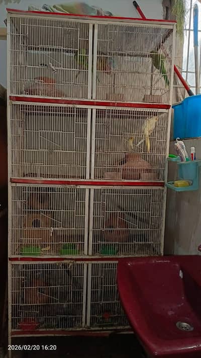 8 separate cage