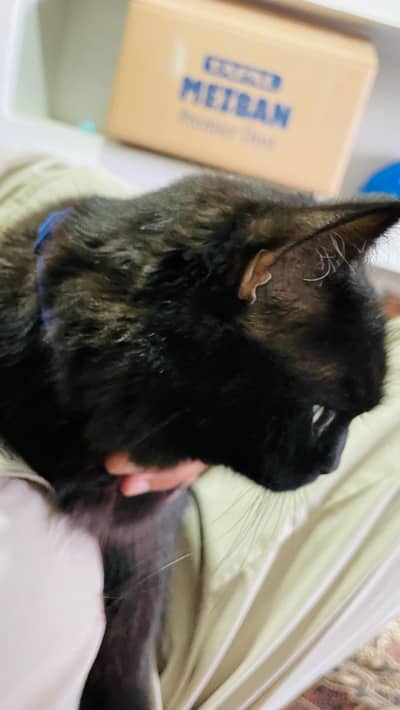 Persian Black Triple Coated Cat with Two Kittens