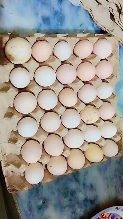 Healthy Daisy Eggs – Fresh for Eating & Fertile for Hatching