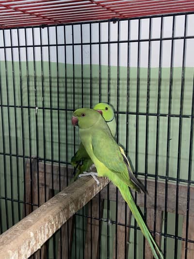 Green ringneck Urgent need cash
