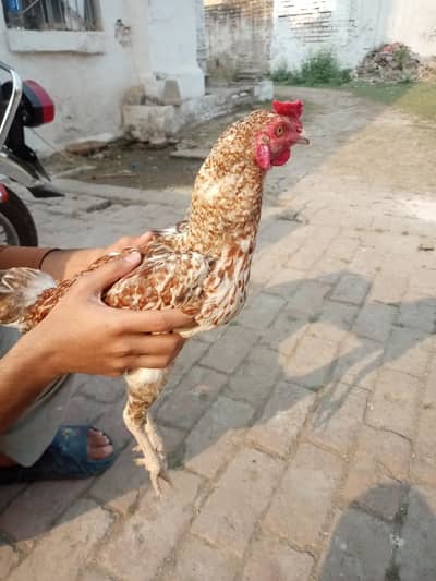 3 aseel  roosters