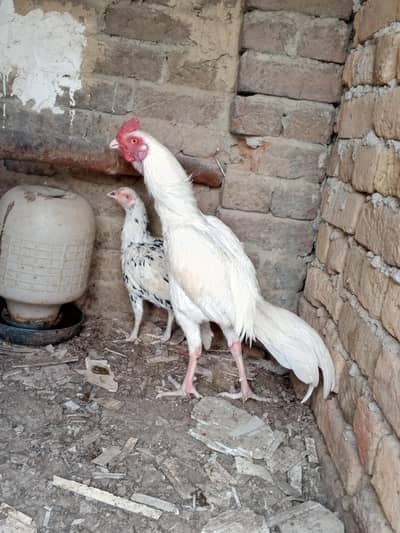 Aseel Heera pair with cheeni madi