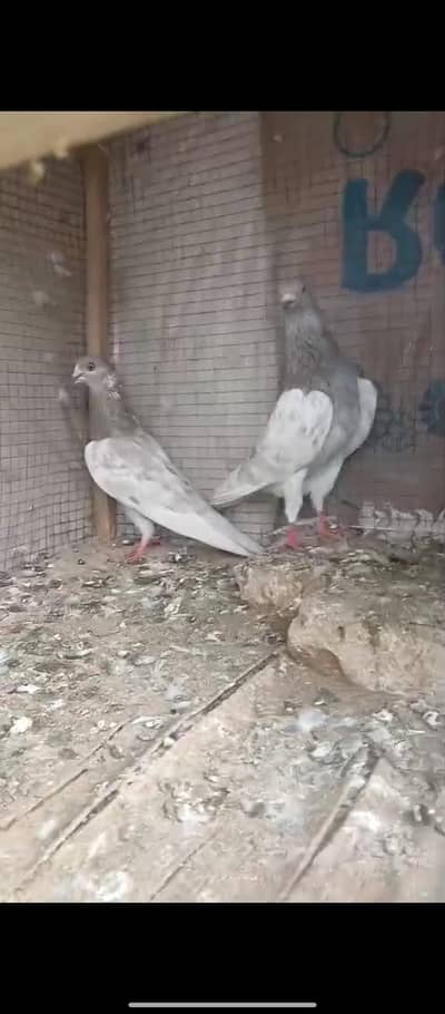 lakha breeder pair