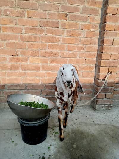 bakri milk deti Hy Roz ka 1 kg sath 1 bakri Hy 4 month ki  Desi pure