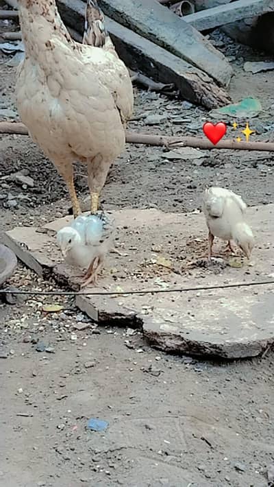 1 Murgi aur 4 Chozay  sandhi cross healthy and active ha