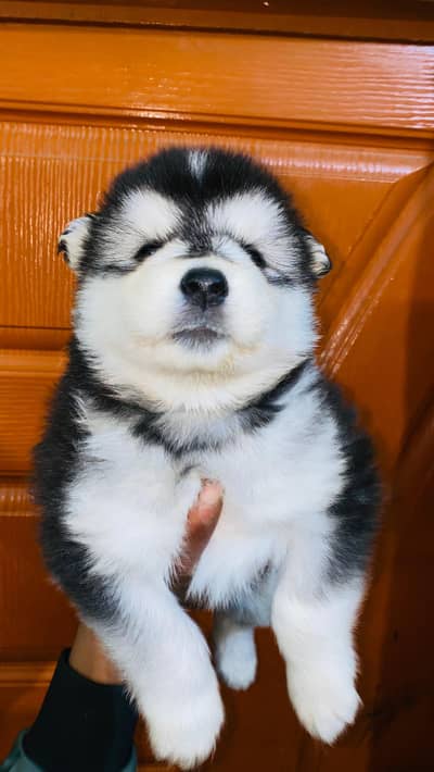 Alaskan malamute puppy  /puppies/dog
