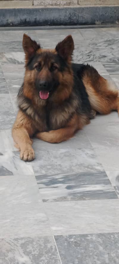 german shepherd long coat  10months female avaliable