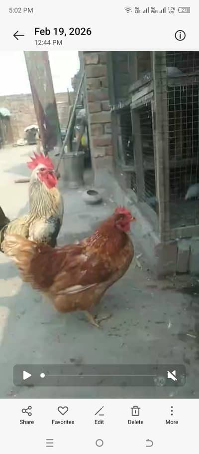 pair egg dy rhi grnti suda