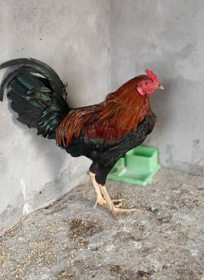 aseel thai patha for sale