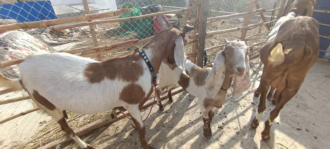 bakree bakra for sale