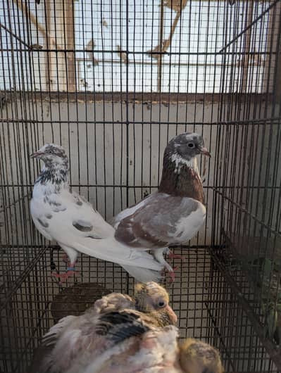 Healthy Active Breeder Pairs !!