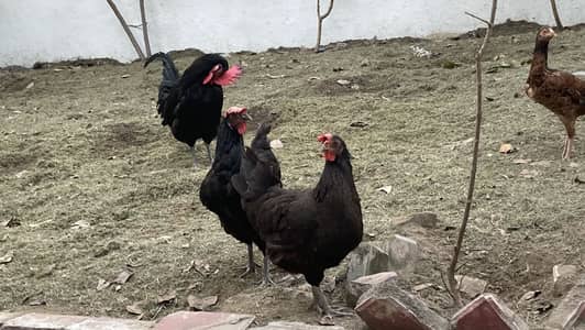 Black astrolorp and aseel eggs and chicks