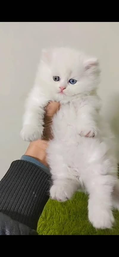Quality Persian Punch face cat & kitten is 03477878702 WhatsApp