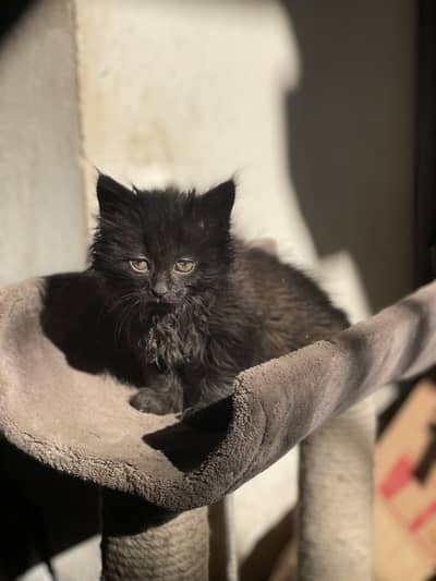 Male persian kitten