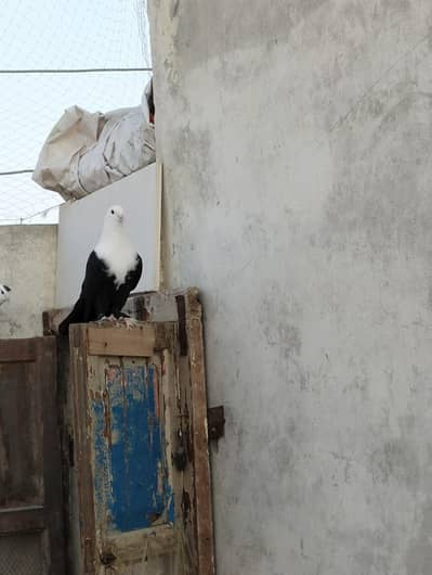 Karbalai Pigeon