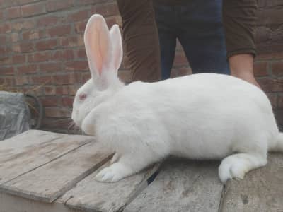 Newziland White breeder female 4 kg 10 days plus pregnant