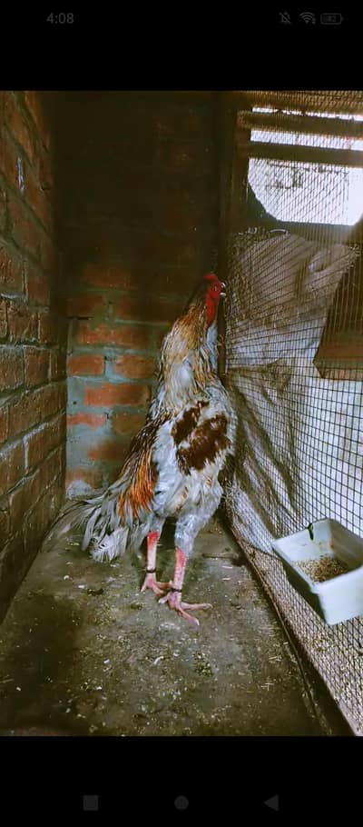 Aseel patha for sale