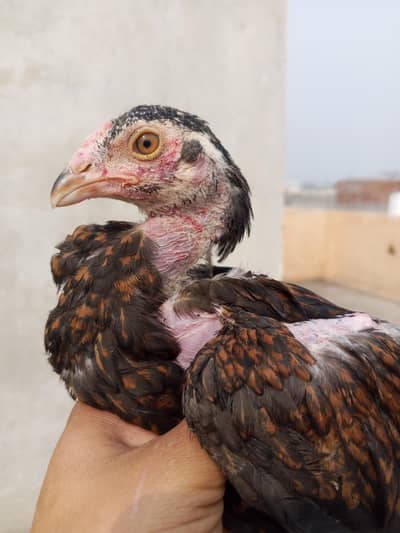 high quality aseel chick