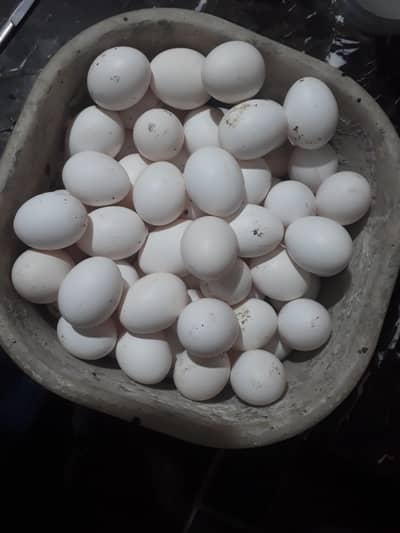 Layer Murgi for sale