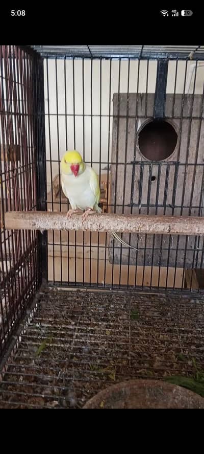 all breeder piar ringneak 03162424597