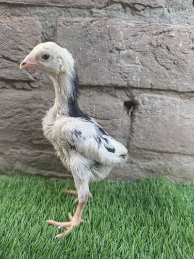 Pure Black O Shamo chicks