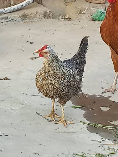 Full activ and health jhora margi ana deti hy