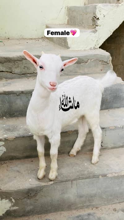 Teddy female 6dant with 2kids